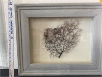 Framed Sea Fan