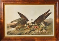 John J Audubon (1785 -1851) Bein Great Footed Hawk