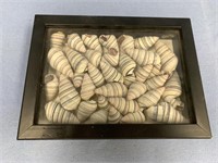 Shadow box containing candy stripe seashells, appr