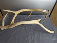 2 ELK Antlers