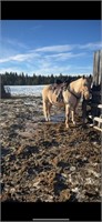 Mare-Palomino Quarterhorse-15.1hh-READ THE STORY!