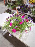 Large Petunia Hanging Basket