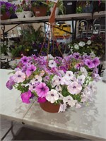 Large Petunia Hanging Basket