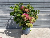 Summer Crush Hydrangea Plant