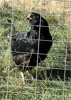 Black Ameraucana Rooster