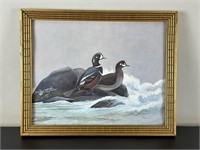 Vintage Framed Print - Harlequin Ducks