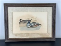 Vintage Framed Print - Harlequin Ducks