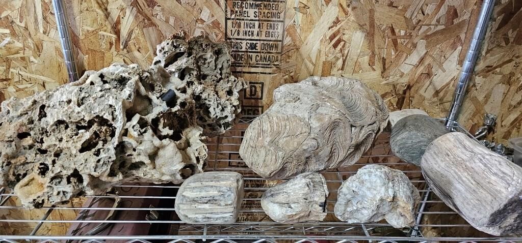 Collection of Petrified Wood / Rocks