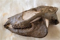 Quality Early Mesohippus Horse Skull