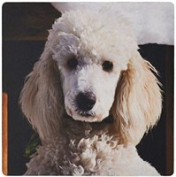 Portrait of a Standard Poodle Mouse Pad retail $11