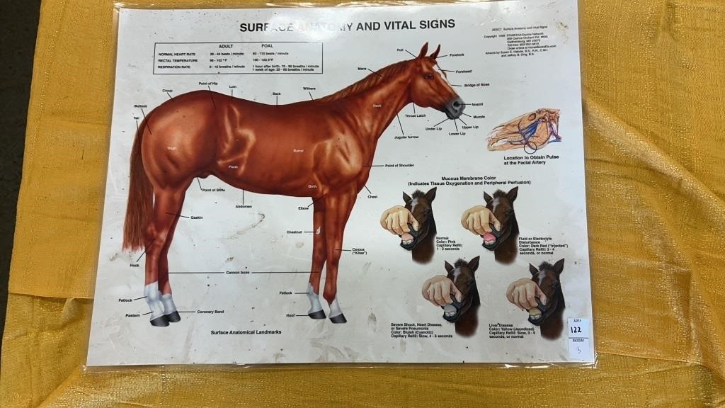 Equestrian Anatomy Posters (3) - all around