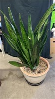 4 foot tall, real house plant in planter pot
