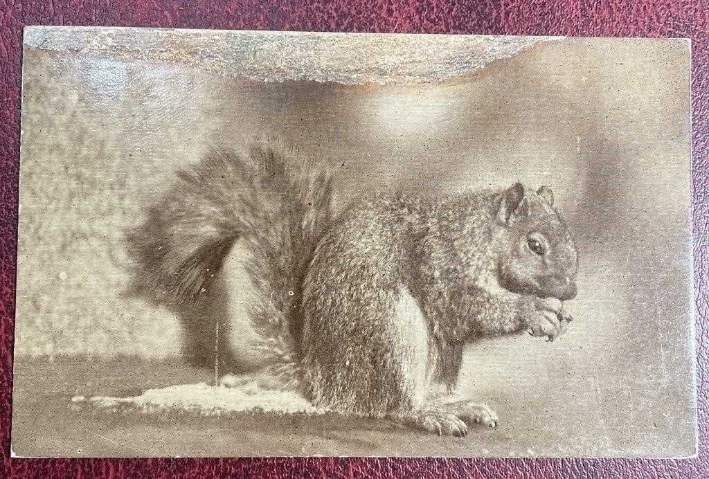 Antique Postmarked & Stamped Squirrel RPPC