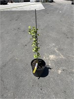 Ginkgo biloba about two feet tall