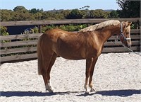 (VIC) POLLY - PART WELSH MARE
