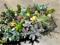 SUCCULENTS FOR SALE ON LAST PAGE!