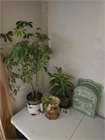 Plants & decor