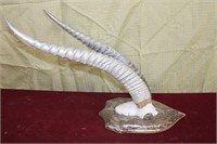 Vintage Antelope Antler Mount