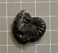 Antique Ammonite Fossil - Lot #3