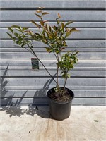 Northern Highbush Blueberry Plant