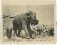 8x10 "Tusco" the elephant