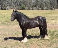 (VIC): SARACEN - Gypsy Cob Stallion