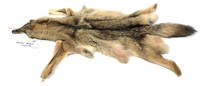 Coyote Pelt, 61"