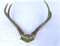 Deer antlers w/applied panel of beadwork, brass,
