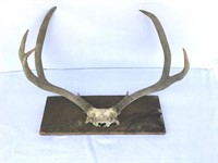 Deer antlers mounted on wooden base 20" x 13"