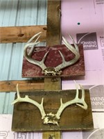 Deer Antlers