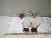 4 SETS OF DEER ANTLERS & PARTIAL SKULLS