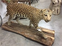 FB Leopard (TX Res Only)