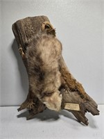 1988 opposum taxidermy as-is