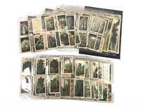 200+ Verkade Dutch Plants Collectible Cards