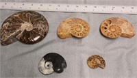 Assorted Sizes Ammonite Fossil Halves