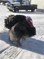 Year old Bronze Turkey Tom, extremely friendly guy