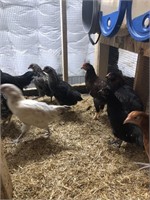 barn yard mixed 3 hens 1 rooster. 4 months old