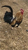 bantam rooster, year old