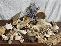 Coral, Driftwood and Other Sea Shells