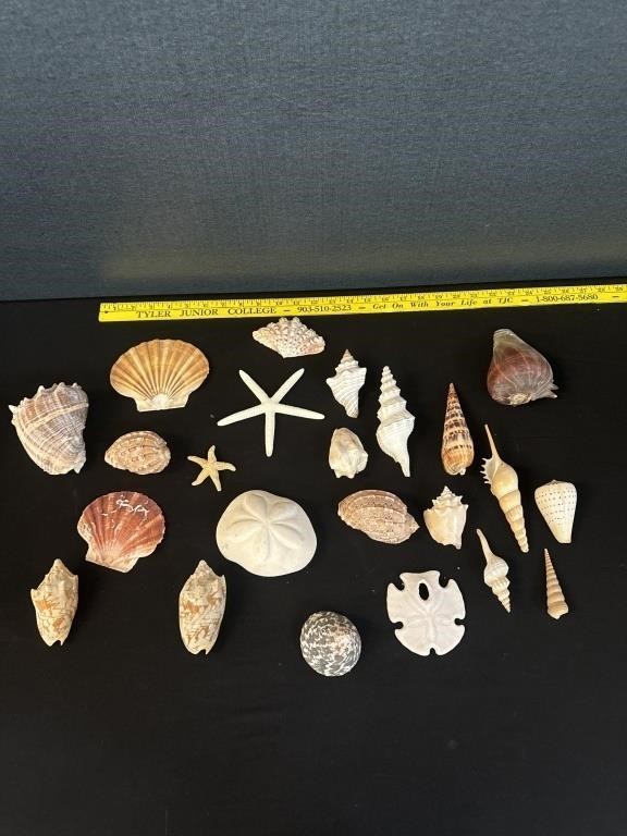 Lot Of Sea Shells, Sand Dollars, Starfish & More