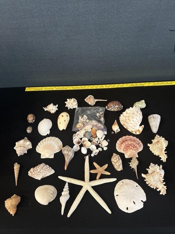 Lot Of Sea Shells, Sand Dollars, Starfish & More