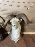 Bighorn Ram Head