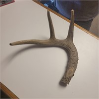 Antler section