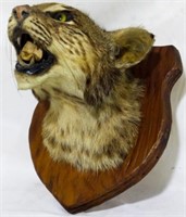 Taxidermy Wall Mount Bobcat Head