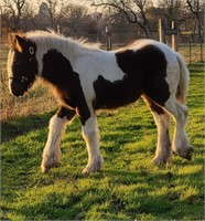 MHB Rough Houser - Yearling - Colt