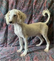 Female-Miniature Poodle-Intact, 9 months