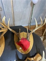 eight point antlers