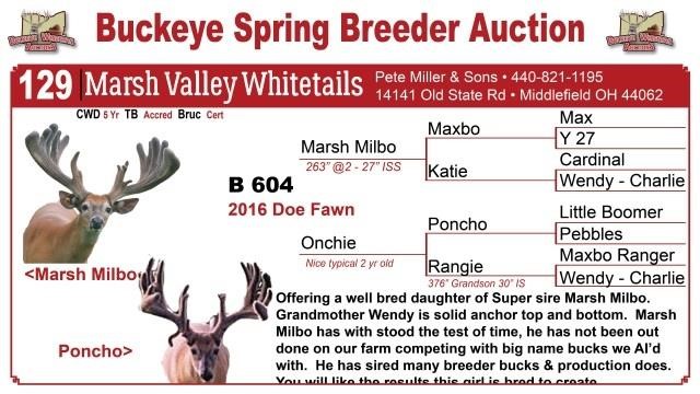 B 604 doe fawn - Milbo | Buckeye Whitetail Auctions