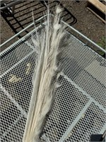 Bundle of White Peacock Feathers