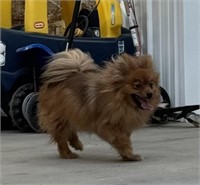 Female-Pomeranian-Intact, 2 years